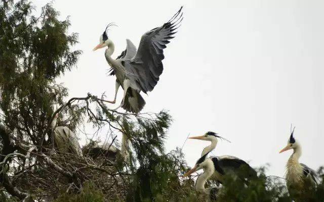 江陵白鹭湖最新动态-江陵白鹭湖新鲜资讯