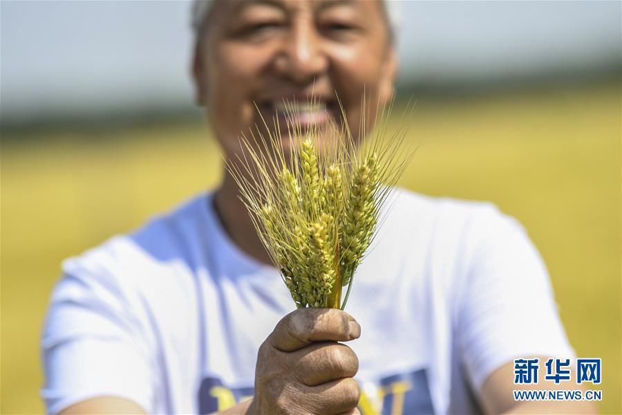 河北小麦喜迎丰收，市场价格喜人跃升！