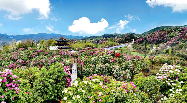 繁花似锦的百里杜鹃，最新绽放盛景报道