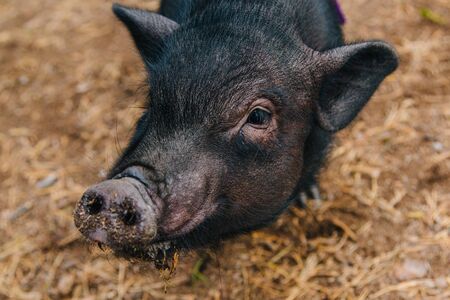 探寻巧克力猪新秘境：朱古力Pig最新动向揭秘